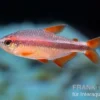 Red Devil Salmler, Hyphessobrycon piranga Red Devil (Minifisch)