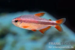 Red Devil Salmler, Hyphessobrycon piranga Red Devil (Minifisch)