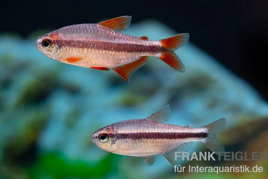 Red Devil Salmler, Hyphessobrycon piranga Red Devil (Minifisch)