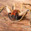 Red Fang Spider, Piloctenus haematostoma