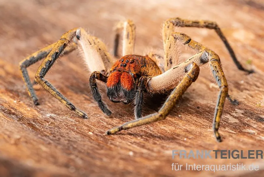 Red Fang Spider, Piloctenus haematostoma