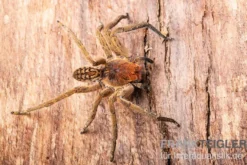 Red Fang Spider, Piloctenus haematostoma