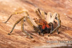 Red Fang Spider, Piloctenus haematostoma