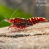 Red Galaxy Garnele Mix, Caridina spec. "Red Galaxy"