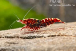 Red Galaxy Garnele Mix, Caridina spec. "Red Galaxy"