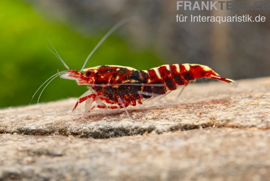 Red Galaxy Garnele Mix, Caridina spec. "Red Galaxy"