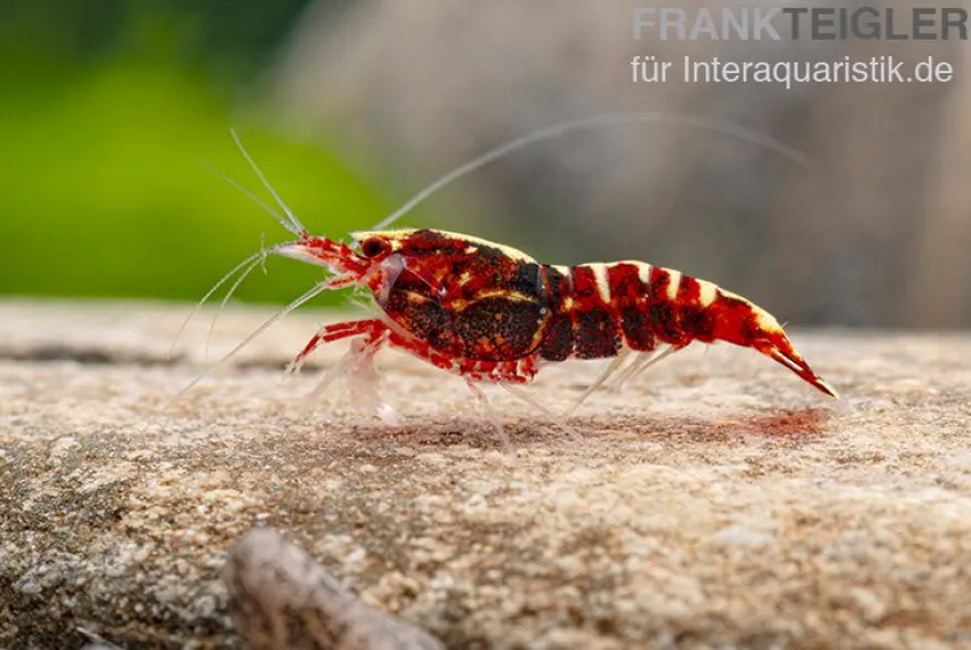 Red Galaxy Garnele Mix, Caridina spec. "Red Galaxy"