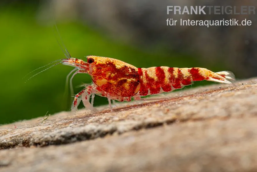 Red Galaxy Garnele Mix, Caridina spec. "Red Galaxy"