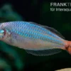 Red Laser Regenbogenfisch, Melanotaenia rubrivittata
