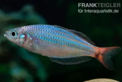 Red Laser Regenbogenfisch, Melanotaenia rubrivittata