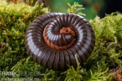Red Legged Millipede, Spirostreptus sp. Red Legged Nigeria