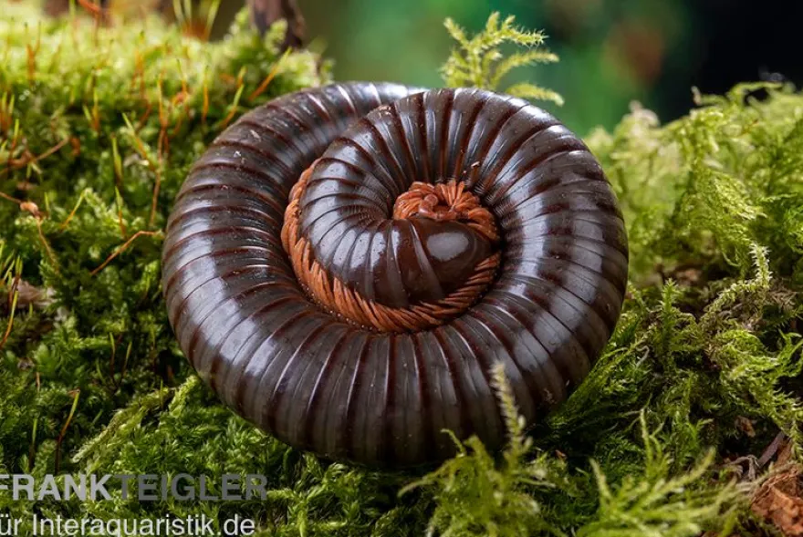 Red Legged Millipede, Spirostreptus sp. Red Legged Nigeria