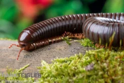 Red Legged Millipede, Spirostreptus sp. Red Legged Nigeria
