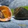 Red Lips Rennschnecke, Neritina violacea
