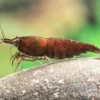 Red Onyx Shrimp, Neocaridina denticulata