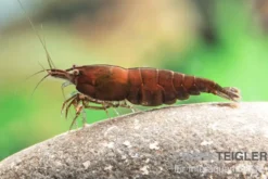 Red Onyx Shrimp, Neocaridina denticulata