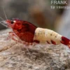Red Pinto Garnele Mix, Caridina spec. Red Pinto Taiwan Bee