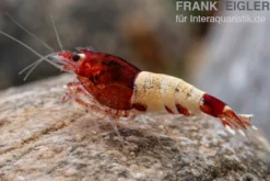 Red Pinto Garnele Mix, Caridina spec. Red Pinto Taiwan Bee