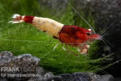 Red Pinto Garnele Mix, Caridina spec. Red Pinto Taiwan Bee