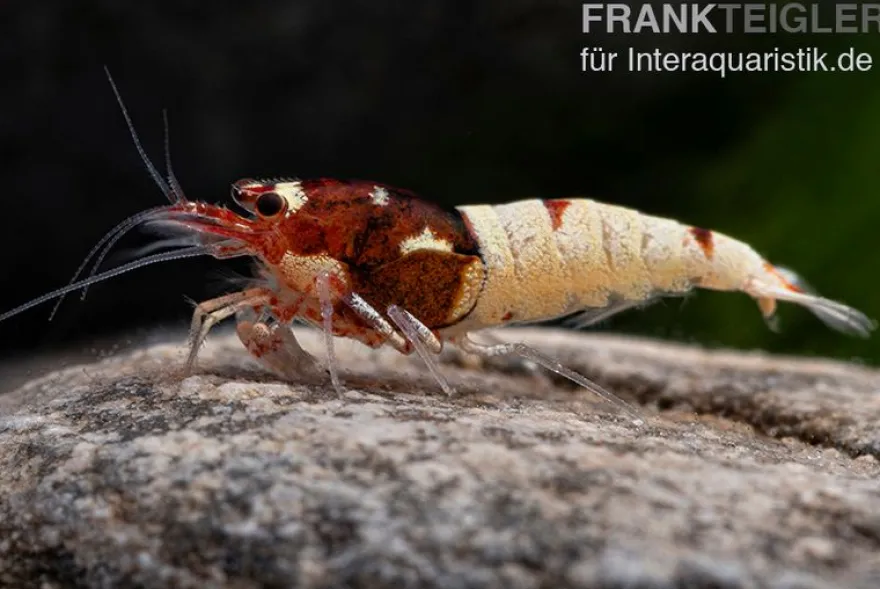 Red Pinto Garnele Mix, Caridina spec. Red Pinto Taiwan Bee