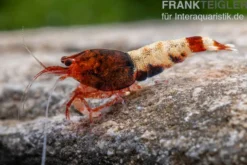 Red Pinto Garnele Mix, Caridina spec. Red Pinto Taiwan Bee