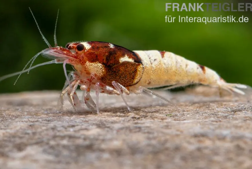 Red Pinto Garnele Mix, Caridina spec. Red Pinto Taiwan Bee