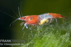 Red Rili Garnele, Neocaridina davidi