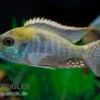 Red-Top-Cichlide, Tramitichromis spec. Red Top