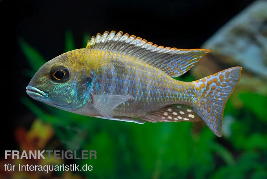 Red-Top-Cichlide, Tramitichromis spec. Red Top