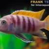 Red Top Zebra, Metriaclima emmiltos "Mpanga Rocks", 4-5 cm
