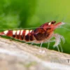 Red Zebra Pinto Garnele, Caridina spec. (Taiwan Bee)