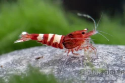 Red Zebra Pinto Garnele, Caridina spec. (Taiwan Bee)