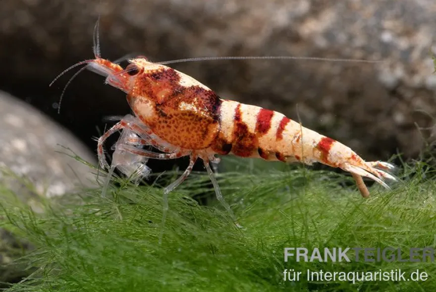 Red Zebra Pinto Garnele, Caridina spec. (Taiwan Bee)