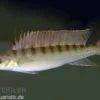 Regans Zwerghechtbuntbarsch, Crenicichla regani, DNZ