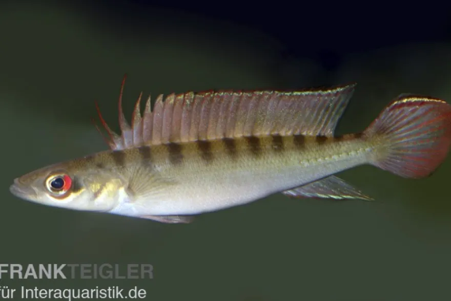 Regans Zwerghechtbuntbarsch, Crenicichla regani, DNZ
