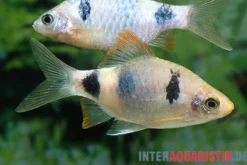Regenbogenbarbe, Pethia setnai