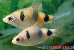 Regenbogenbarbe, Pethia setnai