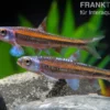 Regenbogenelritze, Notropis chrosomus (Kaltwasser & Warmwasser), DNZ