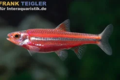 Regenbogenelritze, Notropis chrosomus (Kaltwasser & Warmwasser), DNZ