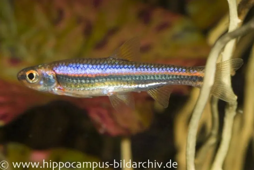 Regenbogenelritze, Notropis chrosomus (Kaltwasser & Warmwasser), DNZ