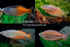 Regenbogenfisch-Mix, 5 Tiere