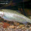 Regenbogenforelle, Oncorhynchus mykiss, 15-17 cm (Kaltwasser)