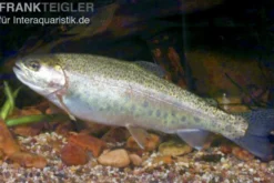 Regenbogenforelle, Oncorhynchus mykiss, 15-17 cm (Kaltwasser)