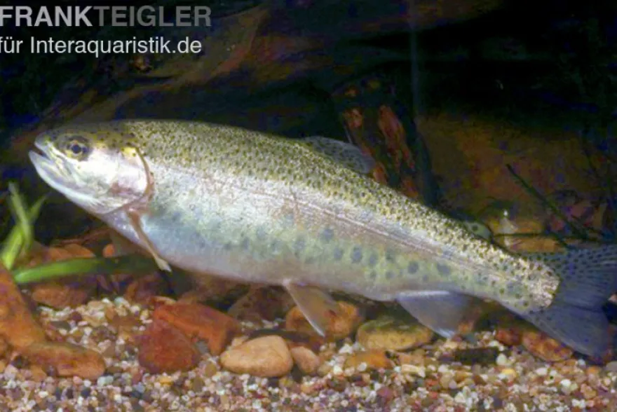 Regenbogenforelle, Oncorhynchus mykiss, 15-17 cm (Kaltwasser)