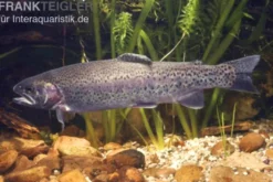 Regenbogenforelle, Oncorhynchus mykiss, 15-17 cm (Kaltwasser)