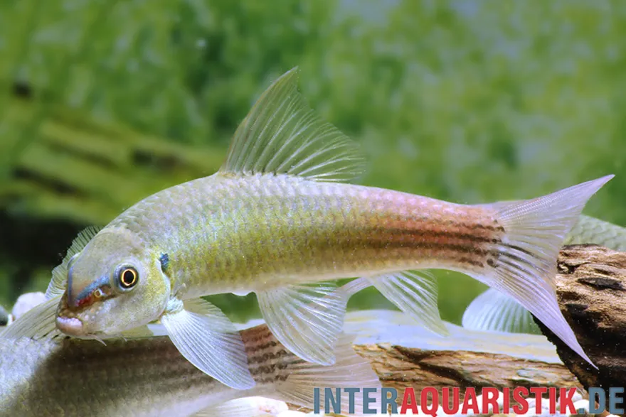 Regenbogen-Garra, Garra panitvongi