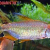 Regenbogen-Kongosalmler, Phenacogrammus hilgendorfi