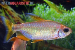 Regenbogen-Kongosalmler, Phenacogrammus hilgendorfi