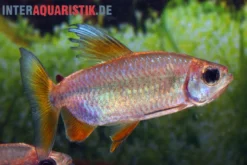 Regenbogen-Kongosalmler, Phenacogrammus hilgendorfi