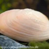 Regenbogenmuschel, Uniandra sp.